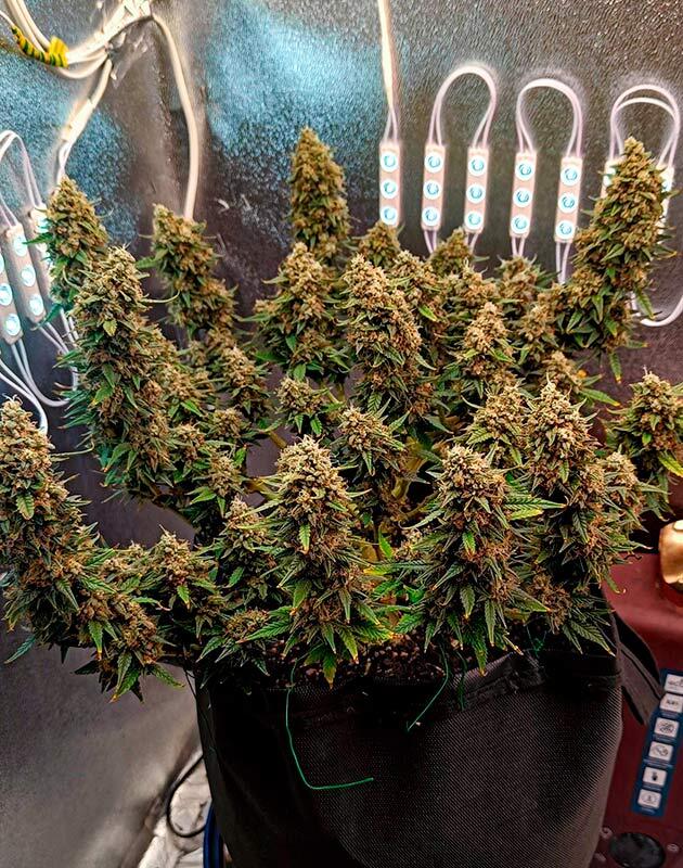 Промывка каннабиса Crystal WW Autoflower на последней неделе выращивания