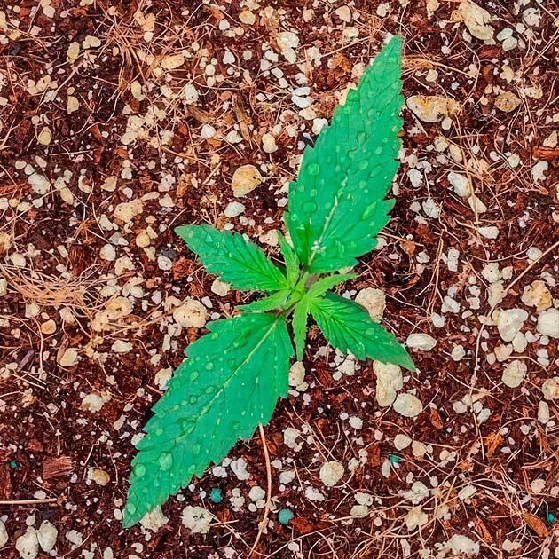 Контроль света и микроклимата на старте цикла Росток конопли ростом 10 см