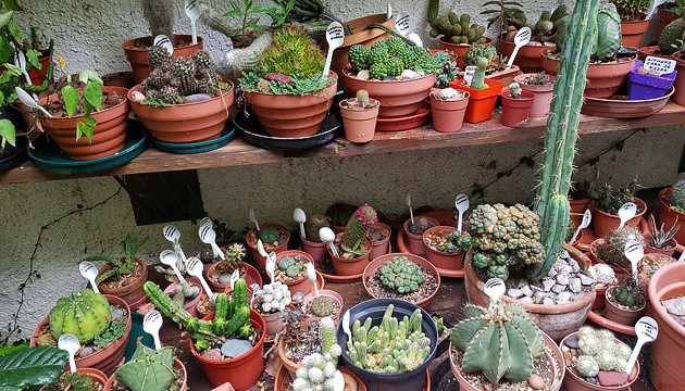 Кактусы из музея