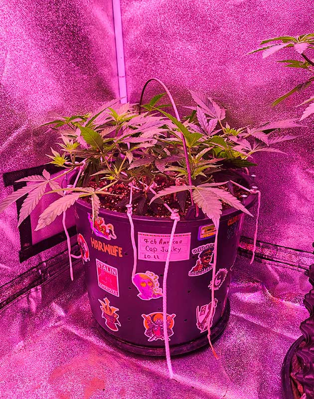 Завершение топпинга у марихуаны