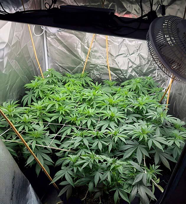 Контроль верхушек и формирование кроны Марихуана под сеткой ScrOG