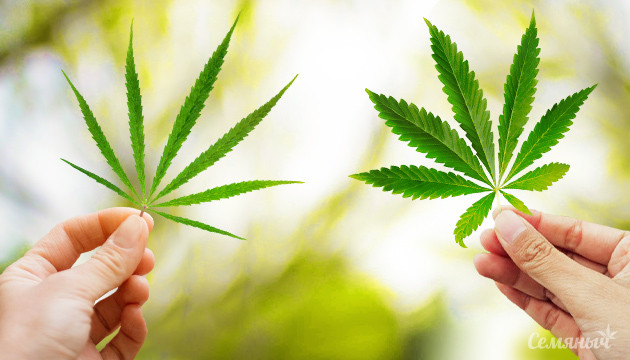 Какие различия у сативных и индичных Отличия листа индики от сативы