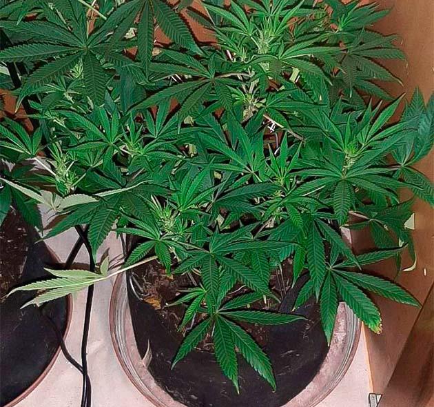 Sticky Sherbert GG после дефолиации Конопля на 11 неделе выращивания