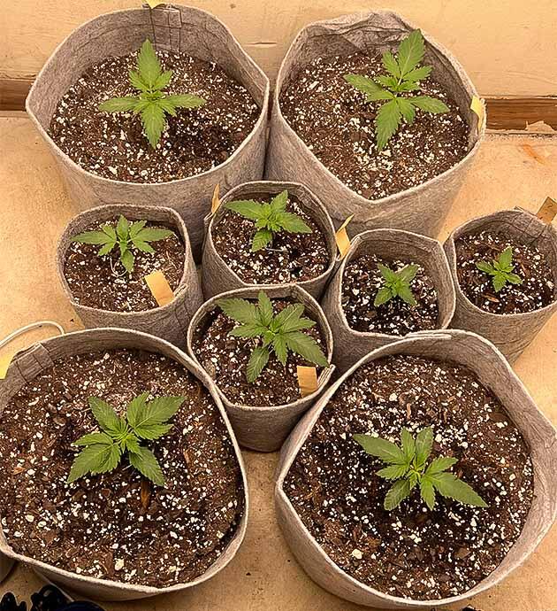 Подкормка и полив марихуаны Ростки Mac n’ Jack R1 от Ethos Genetics на 2 неделе