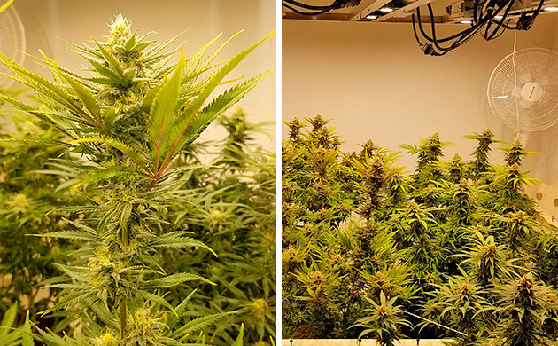 Amherst Sour Diesel бошки