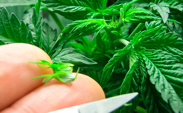 Чем фимминг лучше топпинга