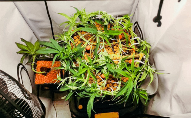 Начало и принцип дефолиации Гнезда