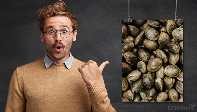 Факты о семенах конопли Семена марихуаны