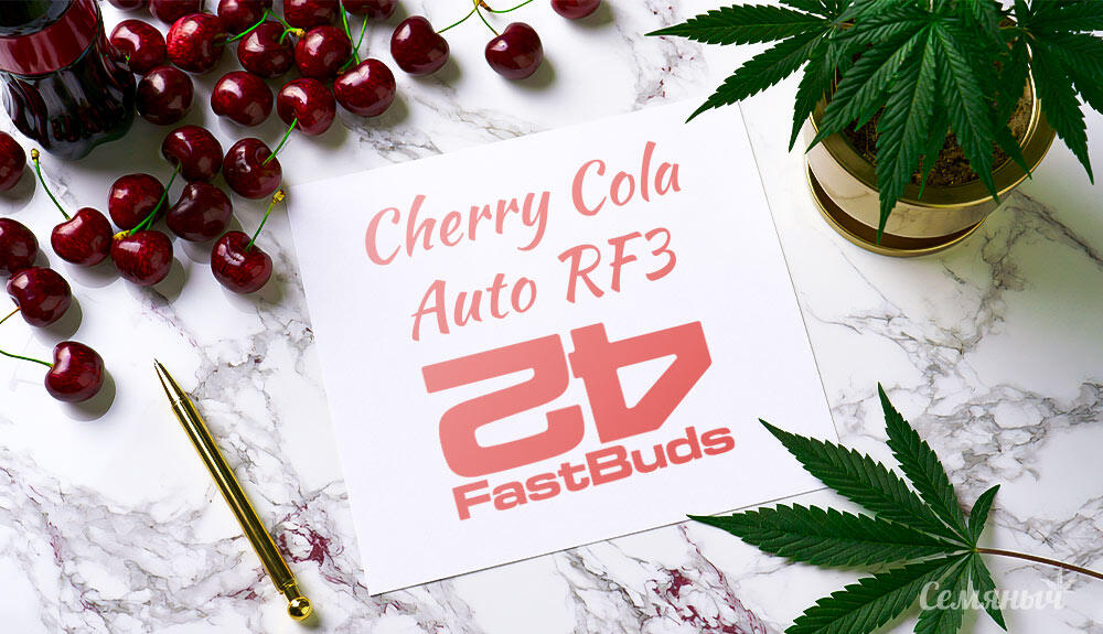 Гроурепорт сорта Cherry Cola Auto RF3 от FastBuds