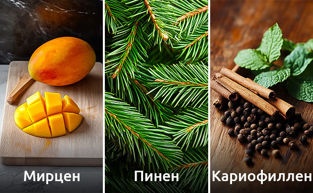 Терпеновый профиль GDP Терпены каннабиса Granddaddy Purple