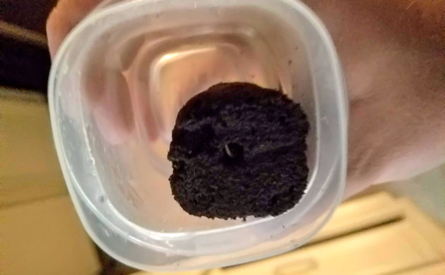 Проращивание семян конопли Проращивание семени Big Bang Auto