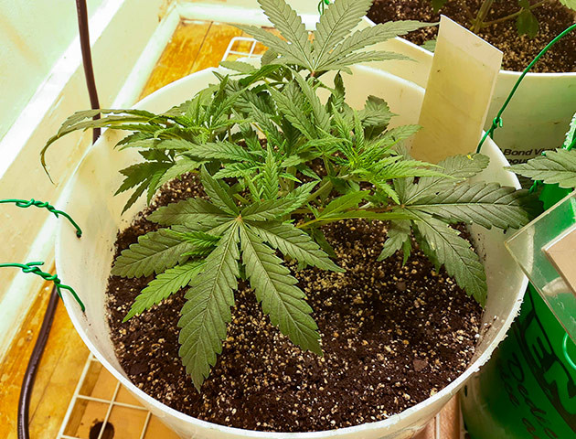 Топпинг и удобрения Растишка Strawberry Amnesia от Herbies Seeds ростом 13 см