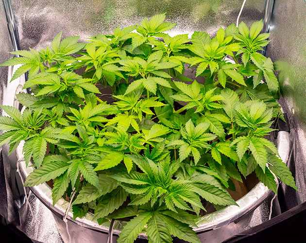 Куст конопли высотой 50 см