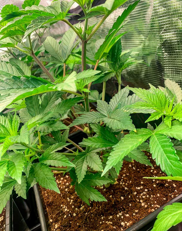 RS 11 x Banana OG после восстановления здоровья и подготовки к фазе цветения 4 неделя роста конопли