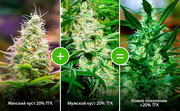 Бэккроссинг каннабиса Бэккроссинг каннабиса: сохранение желаемых генетических характеристик