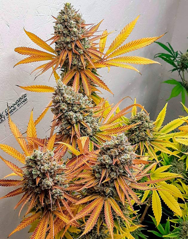 Куст Bruce Banner от Семяныч на завершении цветения