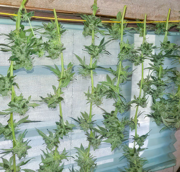 Blueberry Headband: итоги выращивания