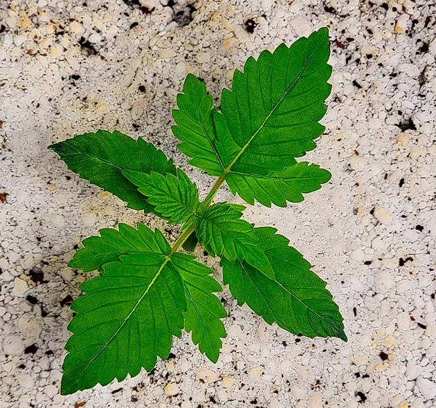 Пересадка в большой горшок с кокосом Росток Sweet Zenzation XL Auto от Sweet Seeds