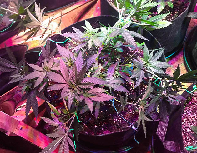 Растягивание ветвей конопли