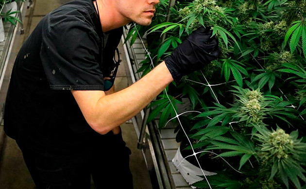 Выращивание конопли