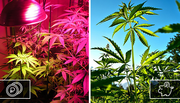 Аутдор дешевле индора Финансовые затраты при выращивании