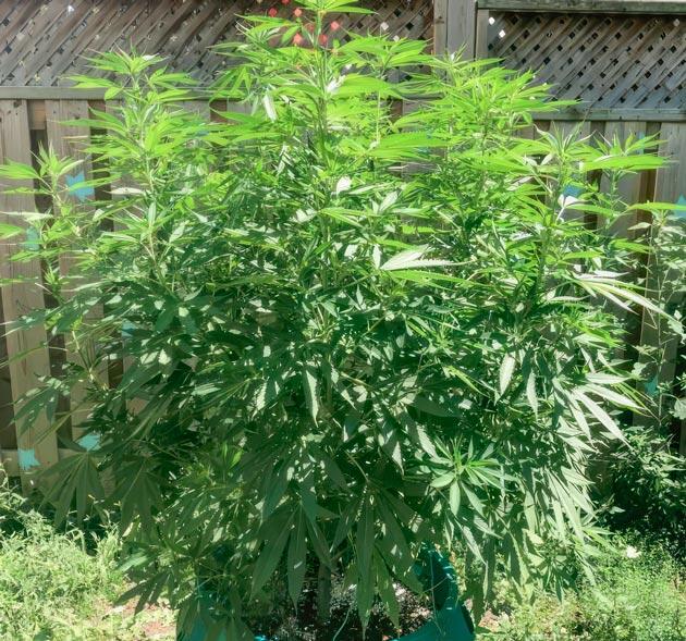110 см высоты и полив марихуаны 11 неделя развития Jack Herer от Seedkeepers