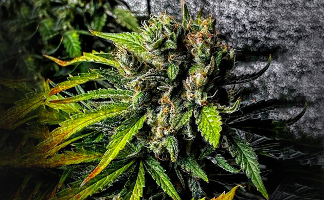 Соцветие на 10 неделе Шишка Lemon Pie Auto