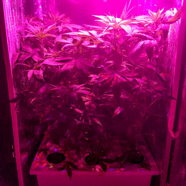 Восстановление куста и использование удобрений 5 неделя выращивания Big Bang Auto