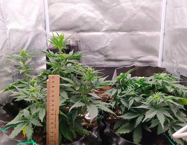 Полив конопли и установка дополнительного обдува Кусты Wedding Cake Auto от Семяныча на 6 неделе