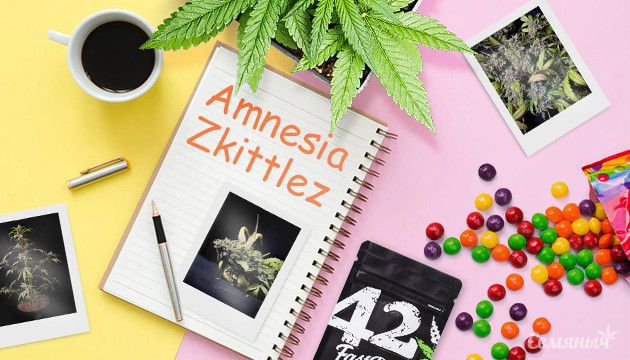 Выращивание сорта конопли Amnesia Zkittlez Auto от FastBuds Дневник по выращиванию конопли Amnesia Zkittlez Auto от FastBuds