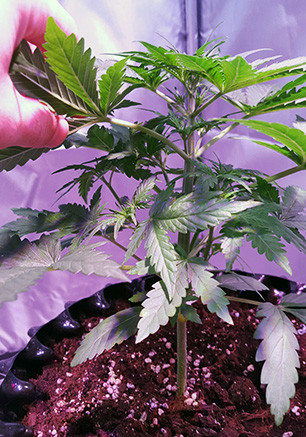 Куст Auto White Widow на 3 неделе роста