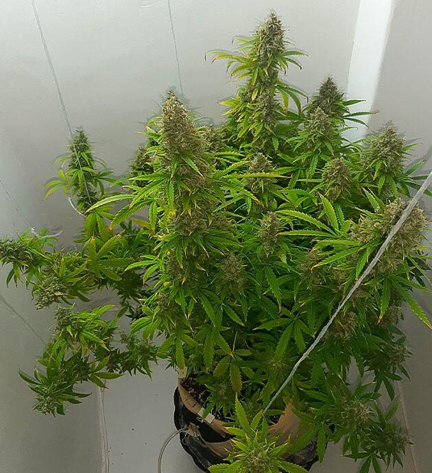 15 неделя сорта Gorilla Cookies Auto от FastBuds