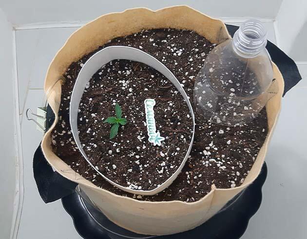 1 неделя Gorilla Cookies Auto