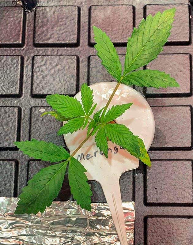 Рост куста конопли Meringue на 2 неделе выращивания