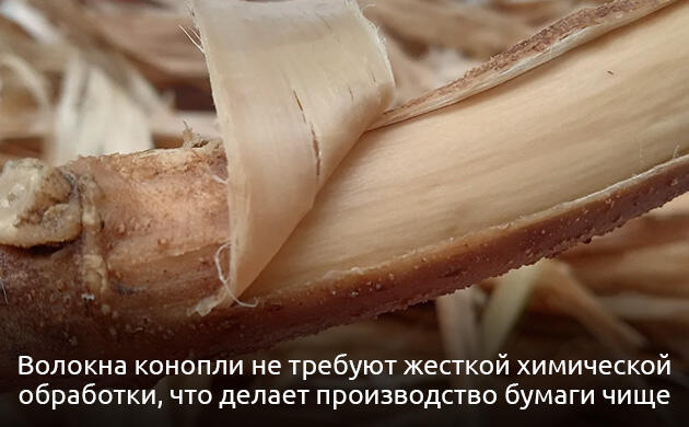 Три фактора, которые делают конопляную бумагу привлекательной Волокна конопли не требуют жесткой химической обработки