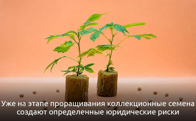Концепция правовых рисков при обращении с семенами