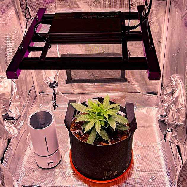 Третья неделя: рост, полив и настройка микроклимата Конопля ростом 18 см