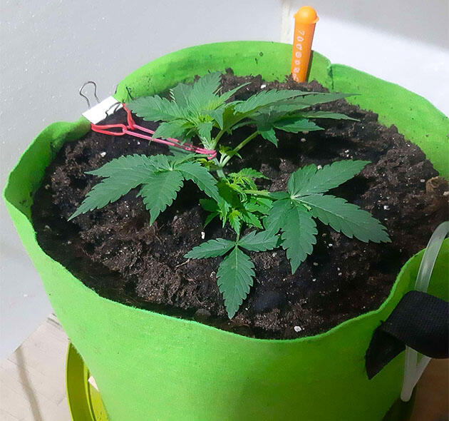 Коррекция структуры куста Марихуана на 4 неделе роста
