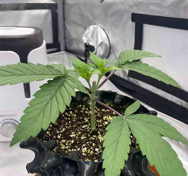 Проведение топпинга и список удобрений для конопли Растишка Blueberry OG на стадии вегетации