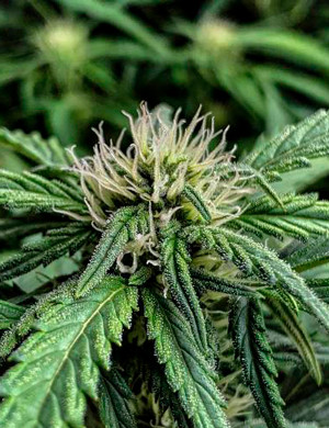 Цветения конопли на 6 неделе Соцветие конопли