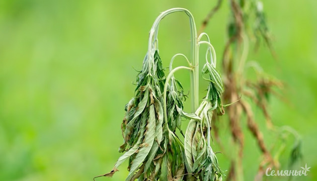 Грибковый фузариоз Фузариум на конопле