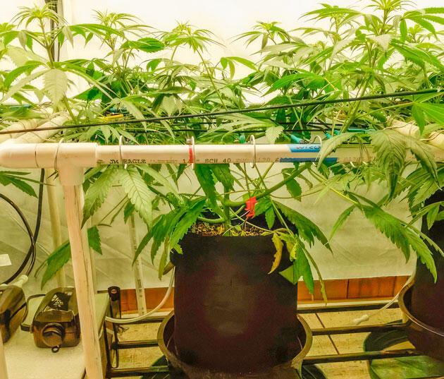 Куст Trainwreck Fast Version на 6 неделе выращивания