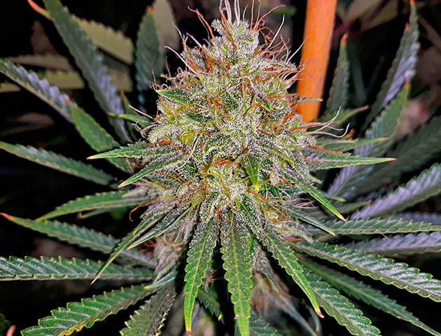 Сильный запах соцветий Куст Strawberry Amnesia ростом 78 см