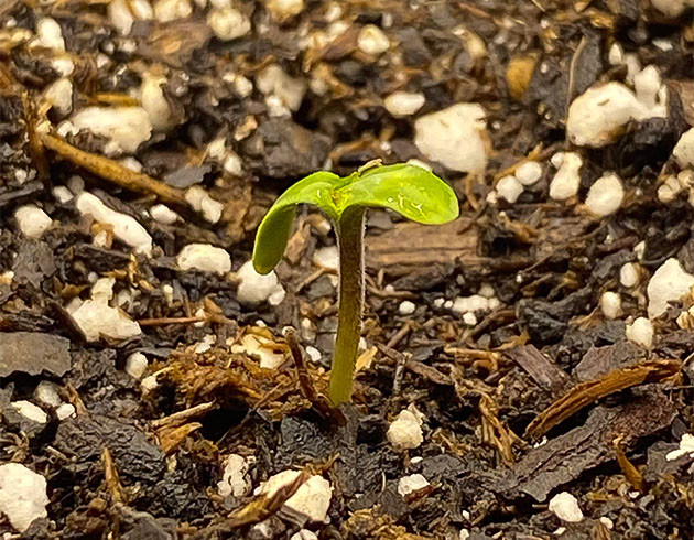 1 неделя выращивания сорта Gorilla Punch Auto Росток на 1 неделе выращивания