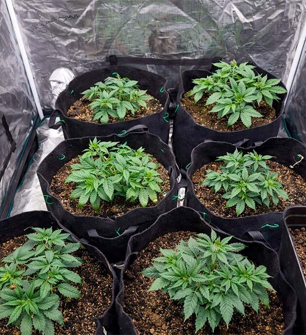 Укрепление корней и финальный топпинг Пересадка конопли в 25 л гроубэги с микоризой