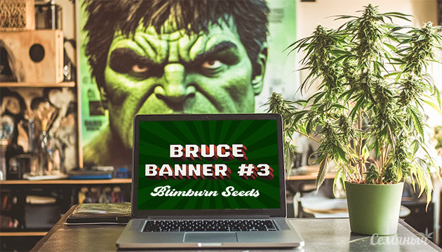 Выращивание сорта конопли Bruce Banner #3 в индоре Выращивание сорта Bruce Banner #3