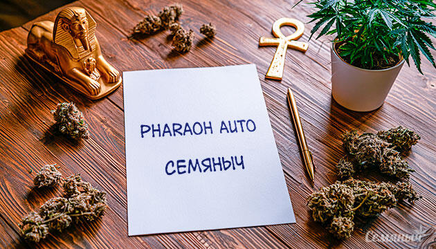 Гроурепорт сорта Pharaoh Auto
