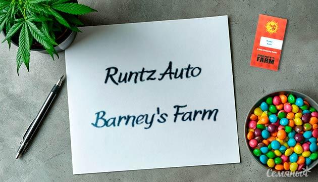 Гроурепорт сорта Runtz Auto