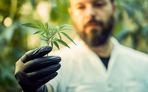 История сорта марихуаны Haze