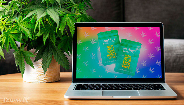 Гроурепорт по выращиванию сорта Runtz Punch